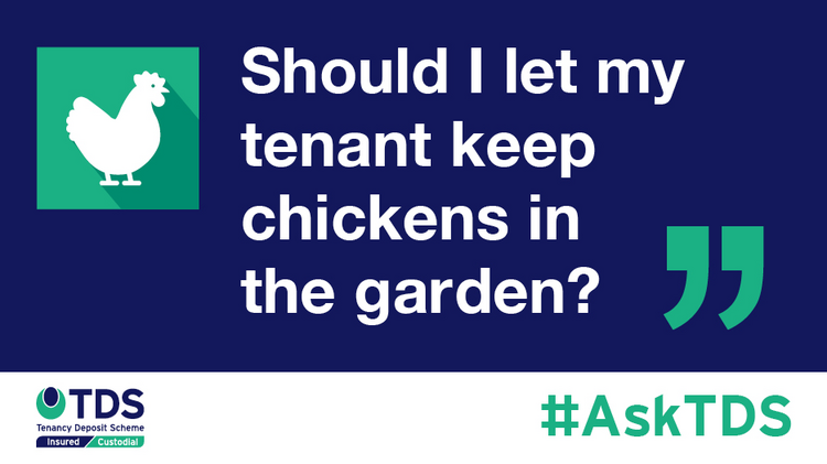 Should I let my tenant keep chickens in the garden?”
